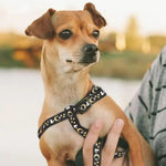 3 Pack Collar Harness Leash for Cats and Dogs - GreenFur