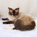 Adjustable Cat Collar with Bell Stylish Pet Accessories - GreenFur
