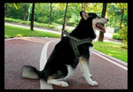 Adjustable Chest Strap Dog Vest Harness for Large Breeds - GreenFur