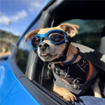Adjustable Pet Eyewear UV Protection Sunglasses for Dogs - GreenFur