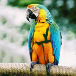 Adjustable Training Design Pet Parrot Bird Harness and Leash Set, M Size - GreenFur