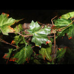 Artificial Hanging Leaves for Reptile Terrarium Decoration with Suction Cups, Green Maple Leaf - GreenFur