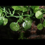 Artificial Hanging Plant Decoration for Reptile Terrarium Habitat Use, Green Shell Leaf - GreenFur