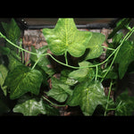 Artificial Hanging Vine Decor for Reptile Terrarium Lizard Snake Tank, Big Mountain Leaf - GreenFur
