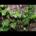 Artificial Hanging Vine Decor for Reptile Terrarium Lizard Snake Tank, Small Mountain Leaf - GreenFur