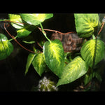 Artificial Hanging Vines for Reptile Terrarium Tank Jungle Decoration, Green Star Leaf - GreenFur