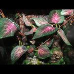 Artificial Hanging Vines for Reptile Terrarium Tank Jungle Decoration, Red Star Leaf - GreenFur