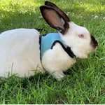 Breathable Small Animal Harness and Leash Set for Rabbit Guinea Pig Hamster Squirrel - GreenFur