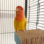 Chewable Corrugated Claw Grinding Cardboard Bird Platform - GreenFur