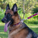Christmas Dog Leash Strong Durable Dog Leashes - GreenFur
