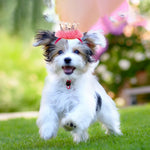 Cute Pet Crown Hat with Coloful Lace for Party and Festive - GreenFur