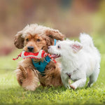 Durable Bone Shaped Chew Toy for Dogs Food Dispensing - GreenFur