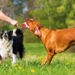 Durable Bone Shaped Chew Toy for Dogs Food Dispensing - GreenFur