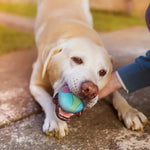 Durable Chew Ball Interactive Toy with Vibrant Colors for Dog - GreenFur