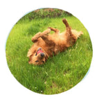 Durable Play Chew Rubber Bouncy Solid Dog Ball Toy - GreenFur
