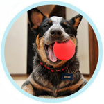 Durable Play Chew Rubber Bouncy Solid Dog Ball Toy - GreenFur