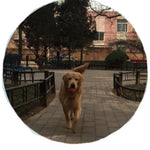 Durable Play Chew Rubber Bouncy Solid Dog Ball Toy - GreenFur