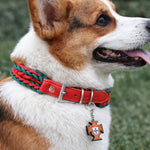 Durable Sporty and Comfortable Polyester FPF Woven Pet Collar - GreenFur