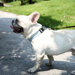 Eco - Friendly GRS Material Adjustable Grey Dog Collar - GreenFur