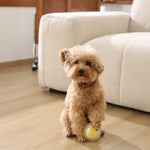 Elastic Dog Ball Teeth Cleaning Chew Toy - GreenFur