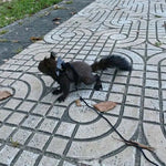 Escape Proof Hamster Leash with Wing for Small Pets - GreenFur