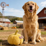 Farm Collection Cute Yellow Pumpkin Style Felt Dog Toy - GreenFur