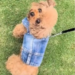 Fashionable Pet Clothing with Leash Ring Outfits for Dogs - GreenFur
