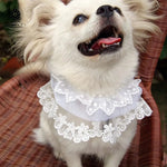 Firework Pattern White Lace Pet Collar - GreenFur