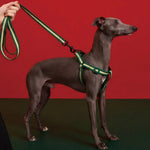 Flexible Polyester Made FPF Pet Leash and Harness and Collar Set - GreenFur