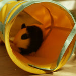 Foldable Lightweight Small Pet Tunnel Toy - GreenFur