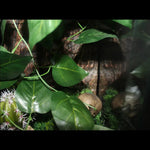 Hanging Artificial Greenery for Reptile Tank Decoration and Terrarium, Golden Vein Leaf - GreenFur