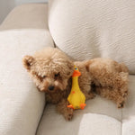 Hilarious Squeaky Pet Latex Toys Standing Chicken and Big Mouth Duck - GreenFur