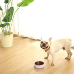 L Size Non - Slip Double - Layer Durable Feeder Bowl - GreenFur