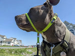 Outdoor Adjustable Strape Dog Muzzle - GreenFur