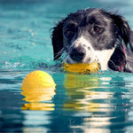 Outdoor Training Floating Bouncy Dog Toy Fetch Ball - GreenFur