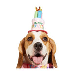 Pet Birthday Hat for Dogs and Cats Party Celebration - GreenFur