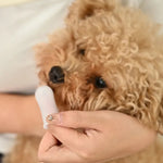 Pet Dental Care 360 - Degree Pet Finger Toothbrush - GreenFur