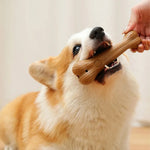 Pet Teeth Grinding Toy Bone Shape Interactive Training Toy - GreenFur