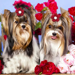Random Mix 12 Pcs Festive Floral Pet Hair Bows with Elastic Band - GreenFur