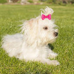 Random Mix 40 Pcs Colorful Bow Dog Hair Accessories with Elastic Bands - GreenFur