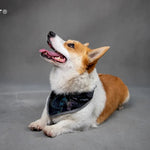 Reflective Polyester Bibs in Fluorescent Colors for Dogs - GreenFur