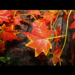 Reptile Terrarium Hanging Leaves Artificial Plant Decor with Suction Cups, Red Maple Leaf - GreenFur
