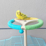 Rotating Perch Wheel Colorful Stand Toy for Birds - GreenFur