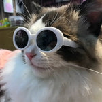 Round Frame Pet Sunglasses for Cats and Small Dogs - GreenFur