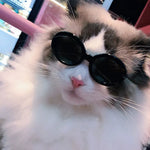 Round Frame Pet Sunglasses for Cats and Small Dogs - GreenFur