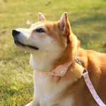 Silicone AirTag Holder Adjustable Love Heart and Paw Pet Collar - GreenFur