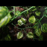 Simulation Hanging Vines for Reptile Terrariums with Suction Cups, Perilla Leaf - GreenFur