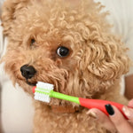 Soft Double Sided 360 Degrees Dog Toothbrush in Bulk - GreenFur