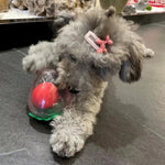 Squeaky Chew Ball Toy for Small Medium Dog Breeds - GreenFur