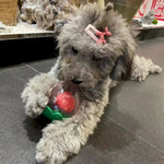 Squeaky Chew Ball Toy for Small Medium Dog Breeds - GreenFur